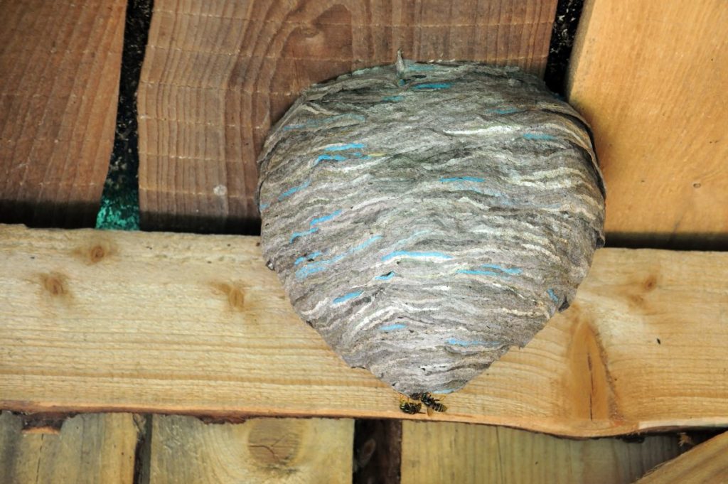 Comment enlever un nid de guêpe