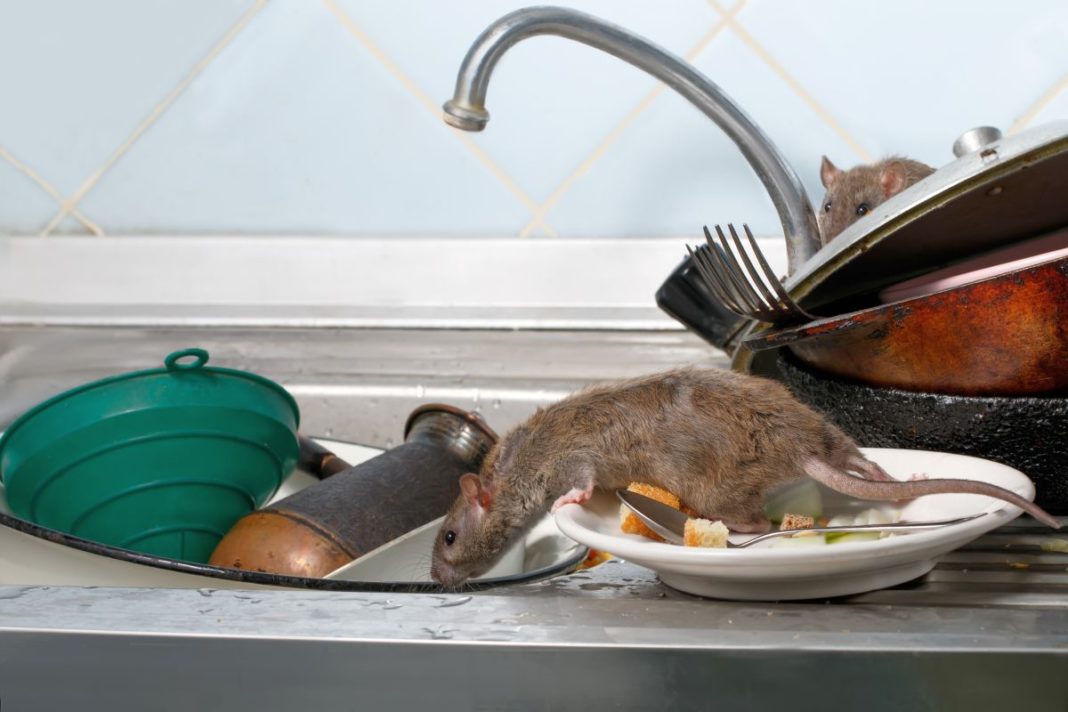 Les meilleurs solutions pour se débarrasser des rats