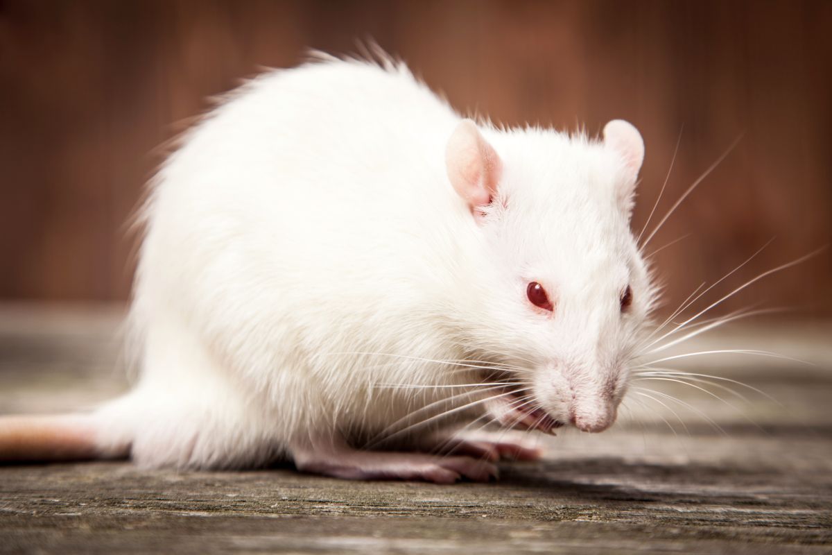 L'ultrason contre les souris est-il efficace ? - Rats & Souris